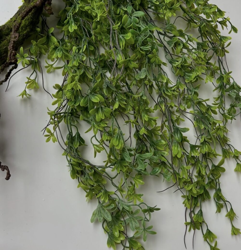 Квітуча ліана