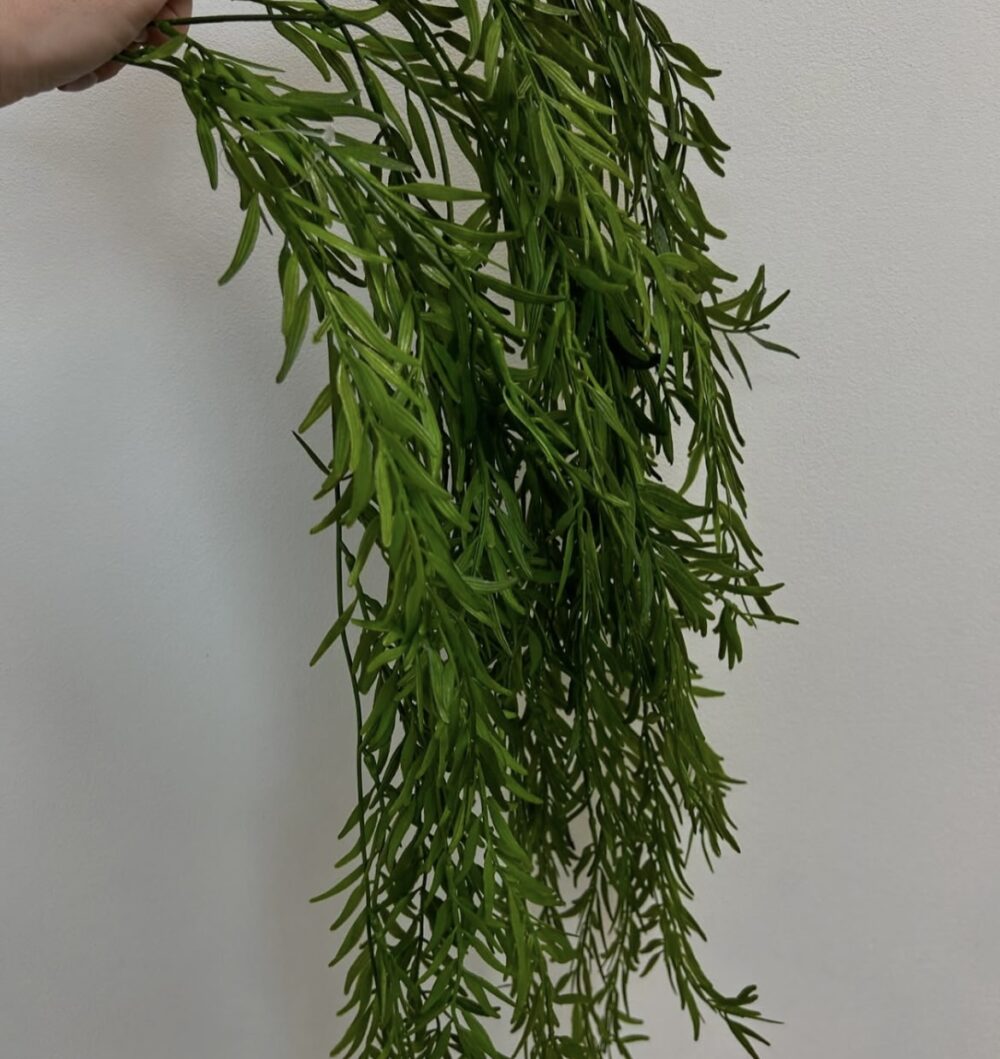 Рускус класичний