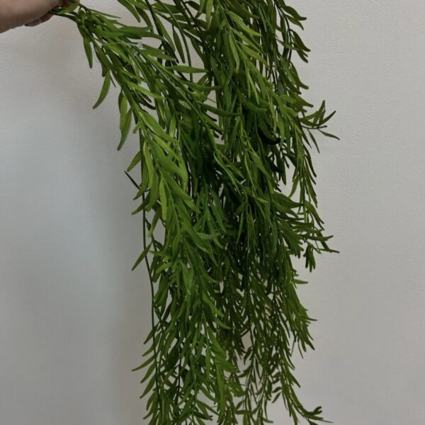 Рускус класичний