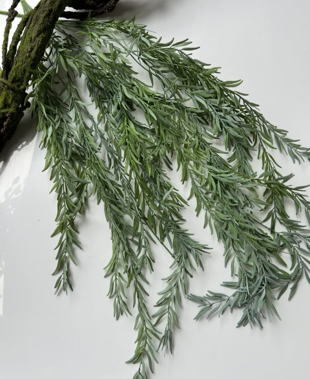 Рускус ліана - Зображення 2