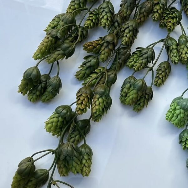 Хміль з відтінком