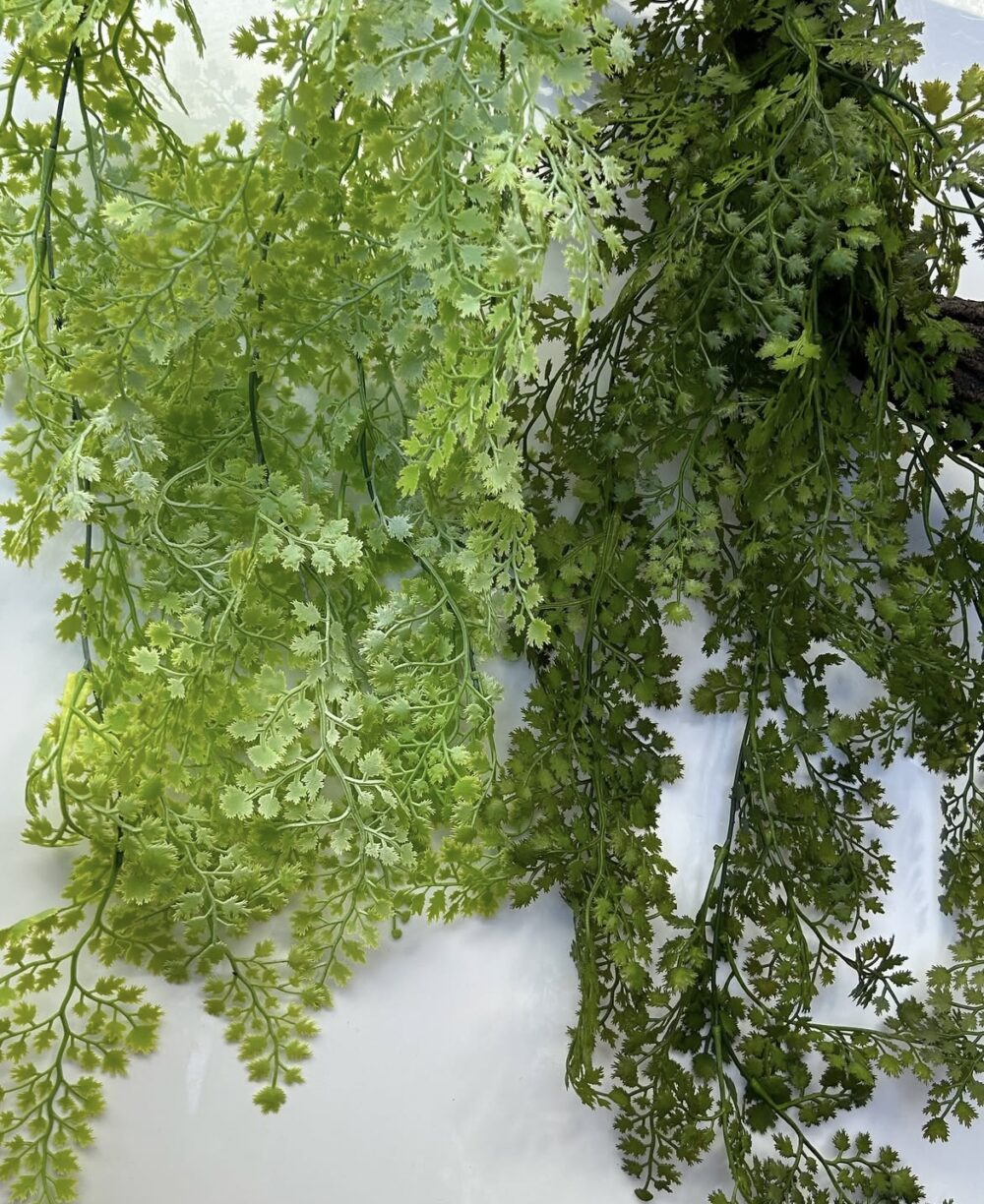 Адіантум темний - Зображення 2