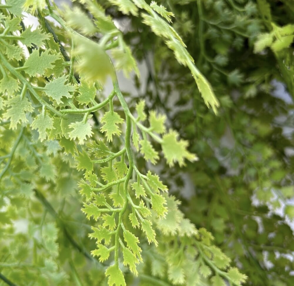 Адіантум світлий - Зображення 2