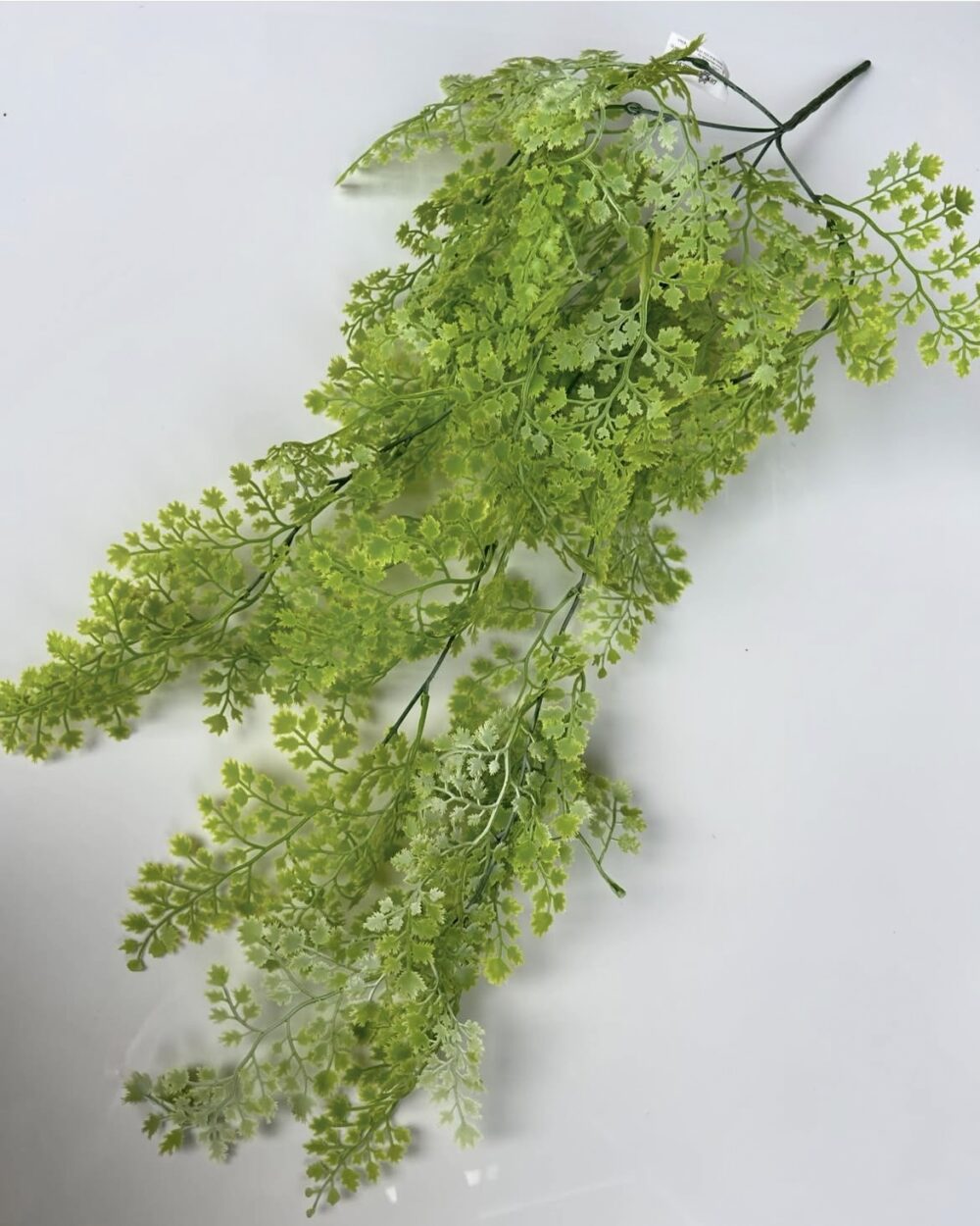 Адіантум світлий