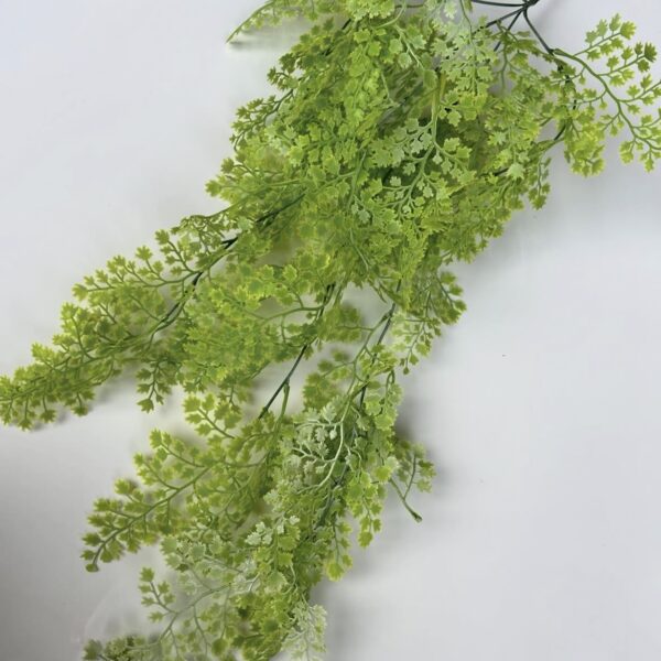 Адіантум світлий