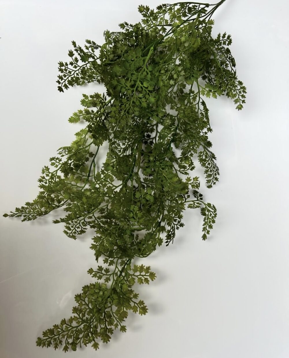 Адіантум темний