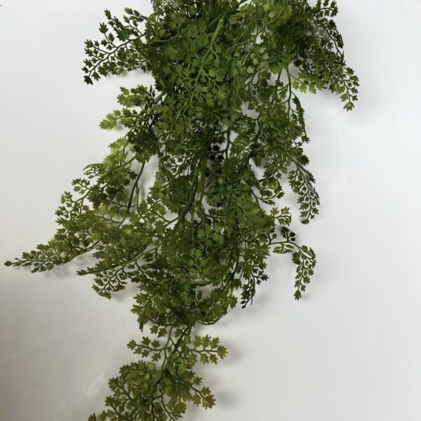 Адіантум темний