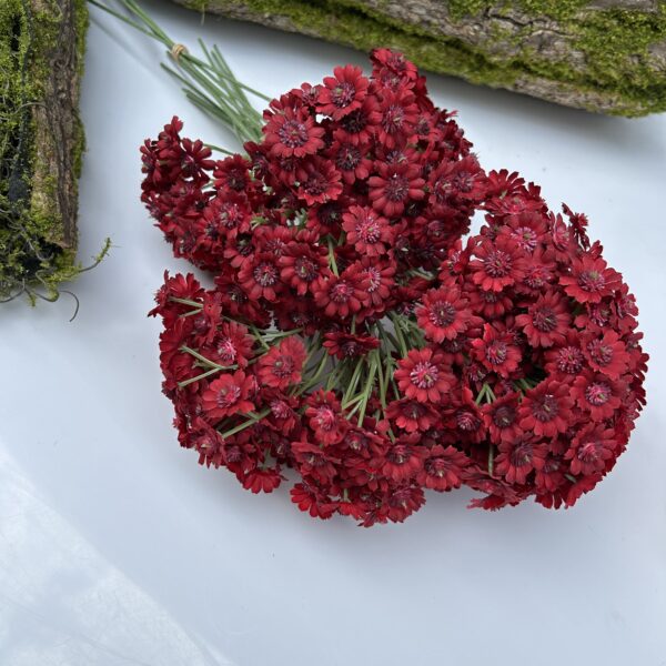 Незабуткака червона