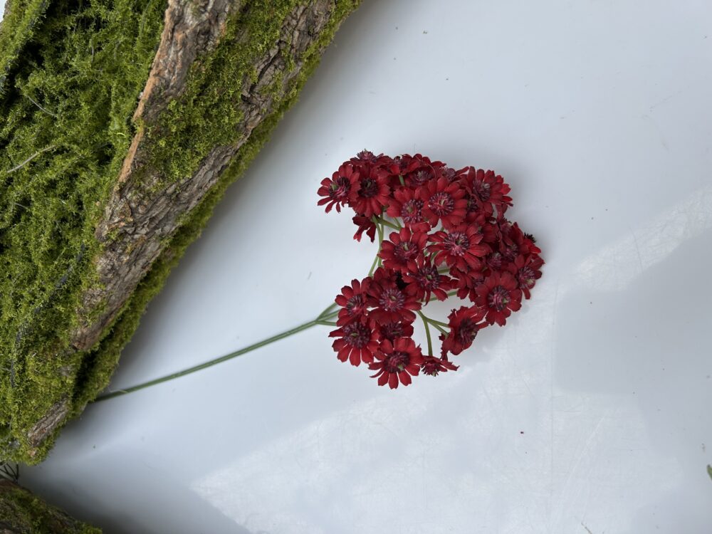 Незабуткака червона - Зображення 2