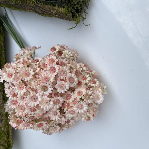 Незабутка рожева