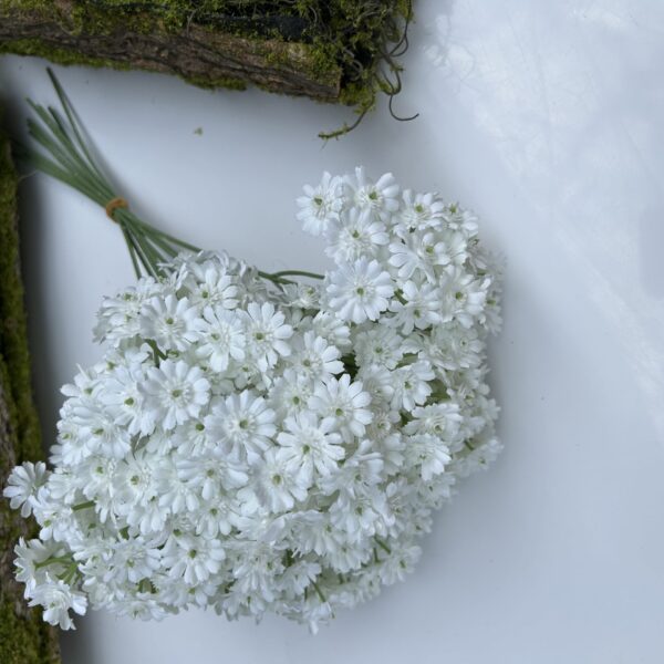 Незабутка біла