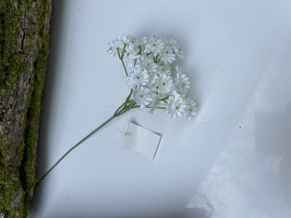 Незабутка біла - Зображення 3