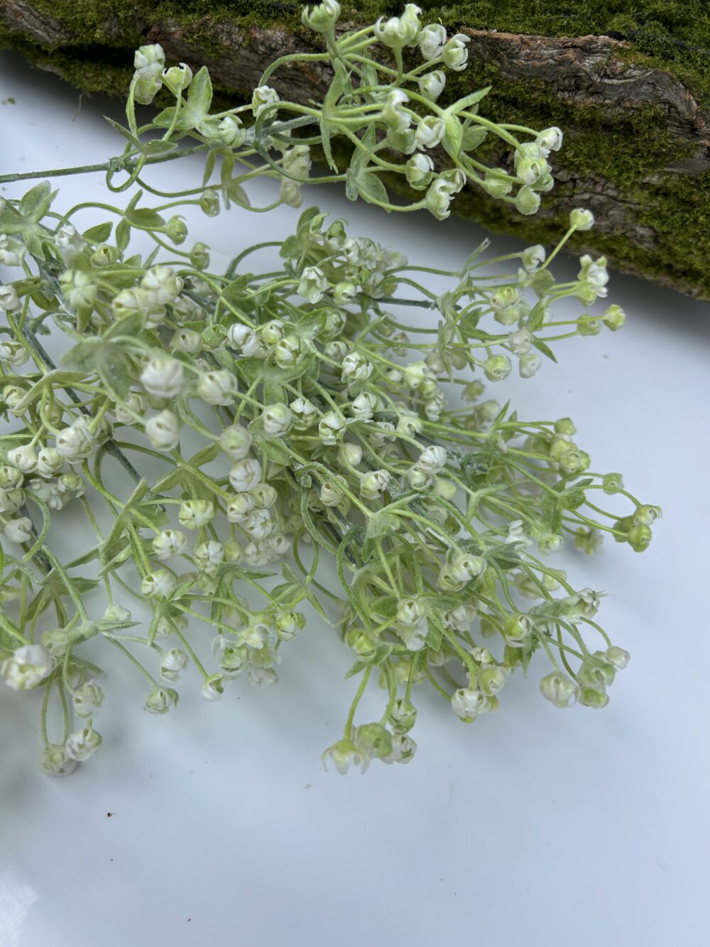 Гіпсофіла кущова - Зображення 2