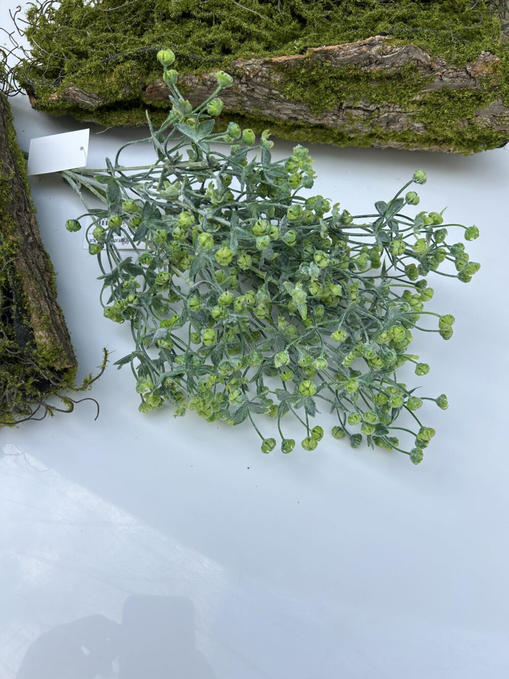 Гіпсофіла кущова