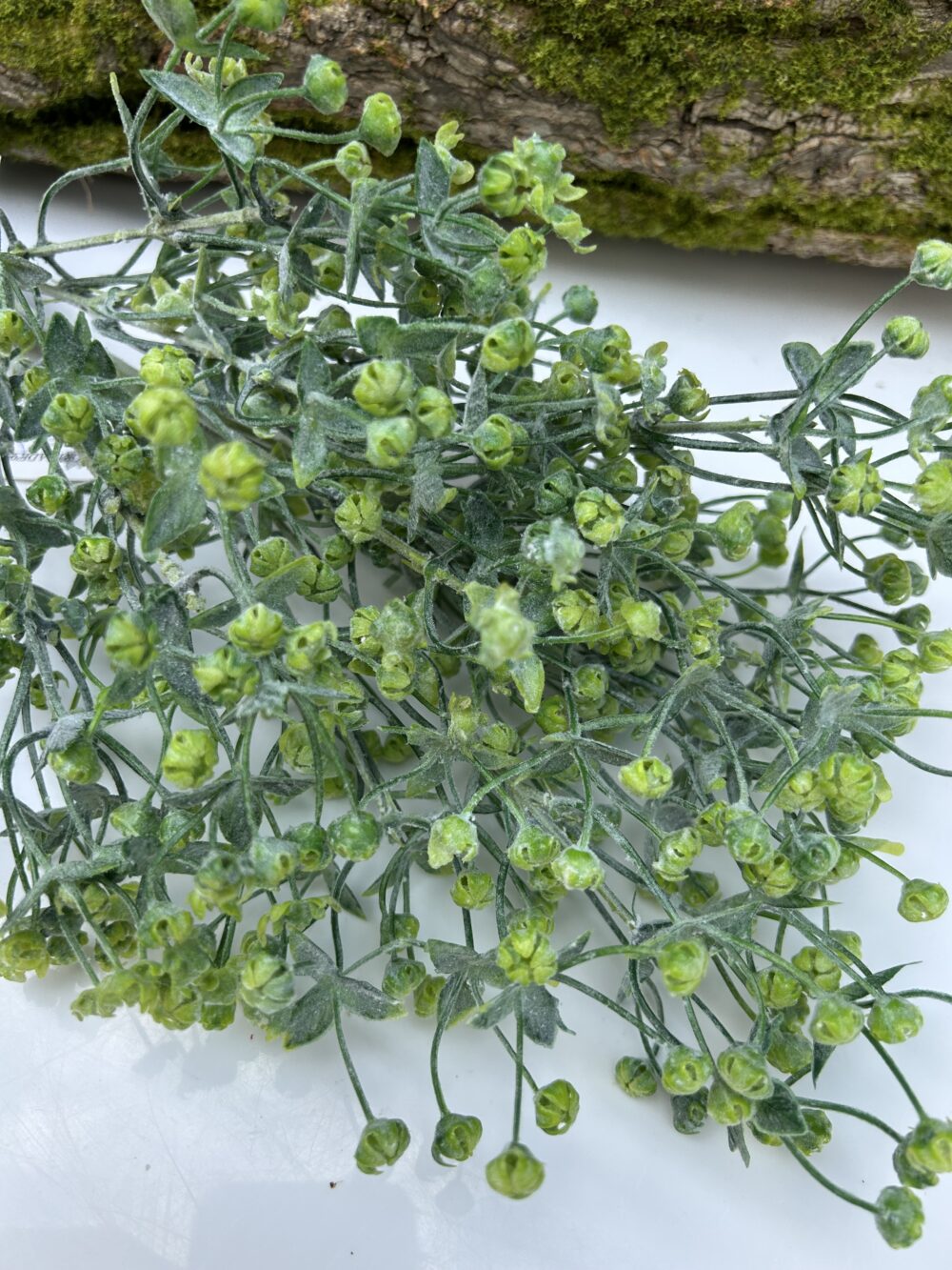 Гіпсофіла кущова - Зображення 2