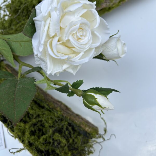 Троянда кущова