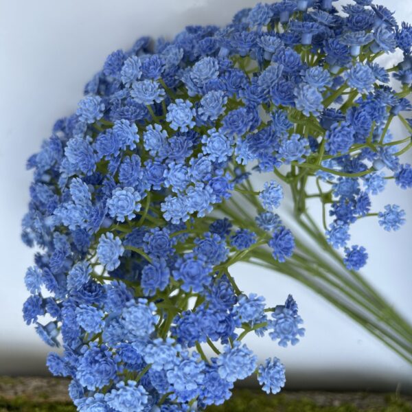 Гіпсофіла синя