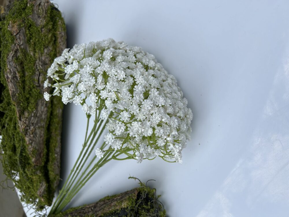 Гіпсофіла біла