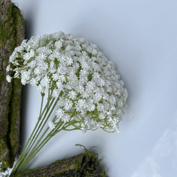 Гіпсофіла біла