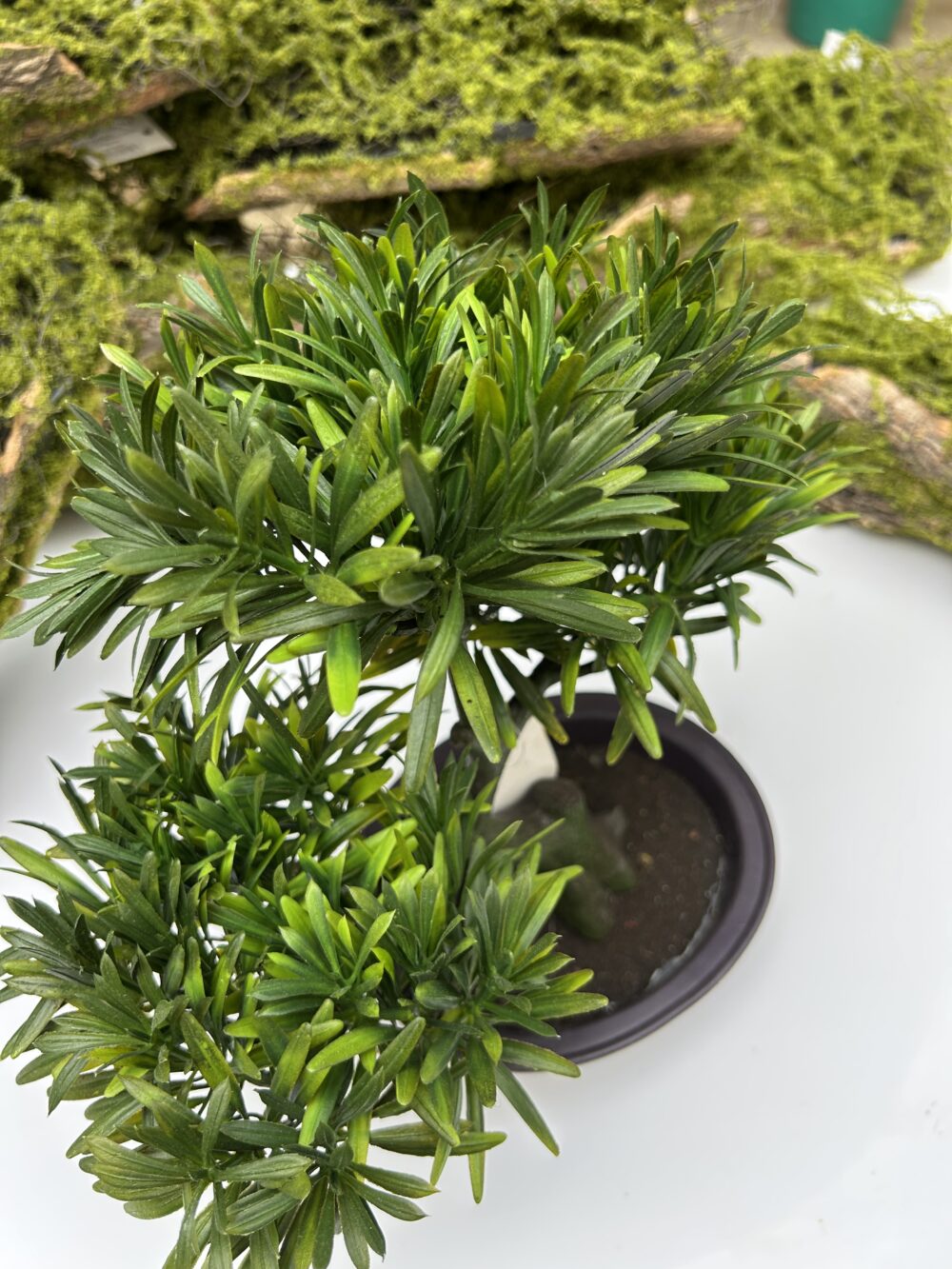 Бонсай - Зображення 4