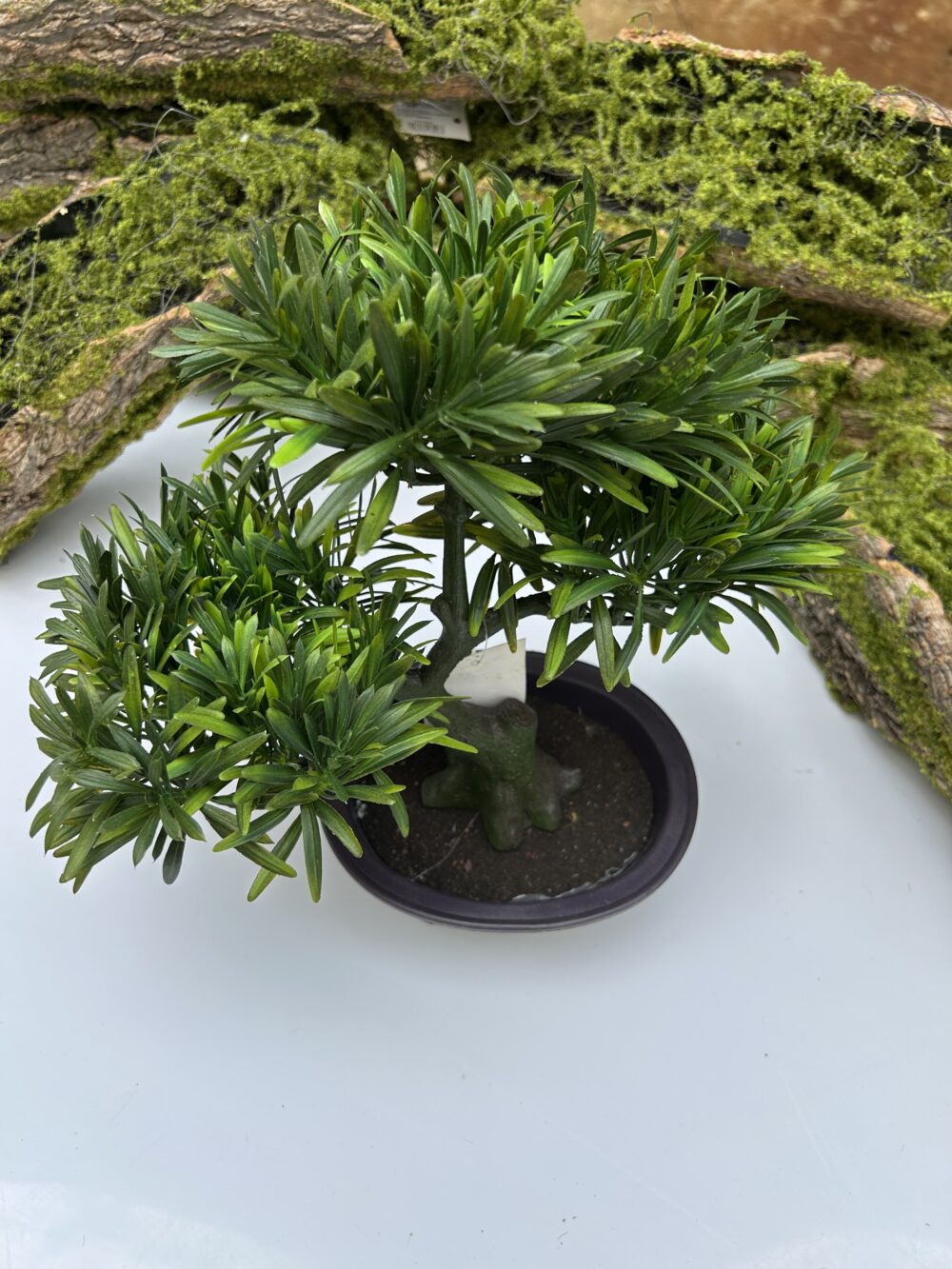 Бонсай - Зображення 3