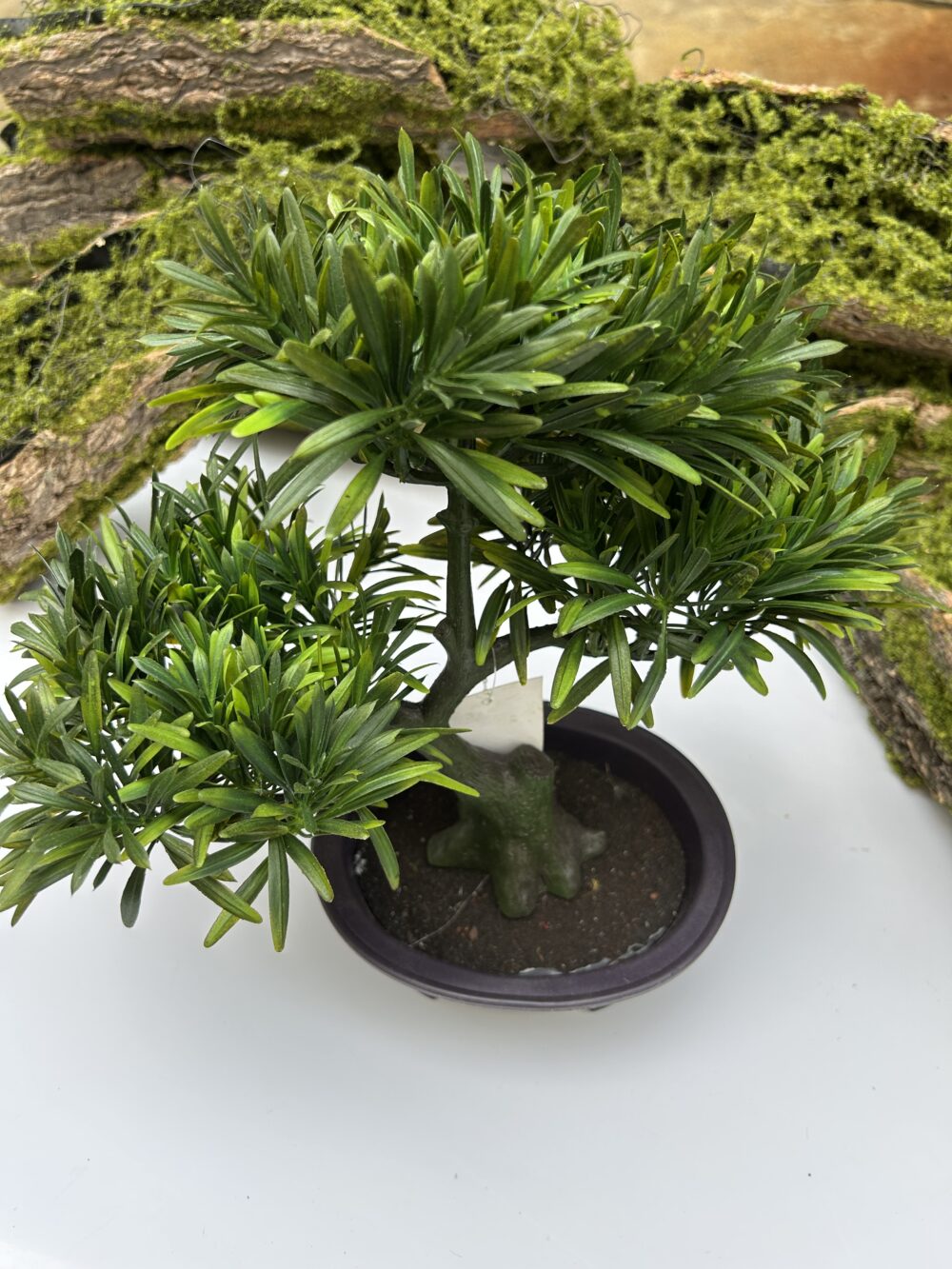 Бонсай - Зображення 2