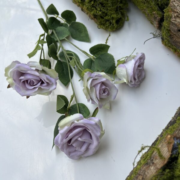 Троянда кущова