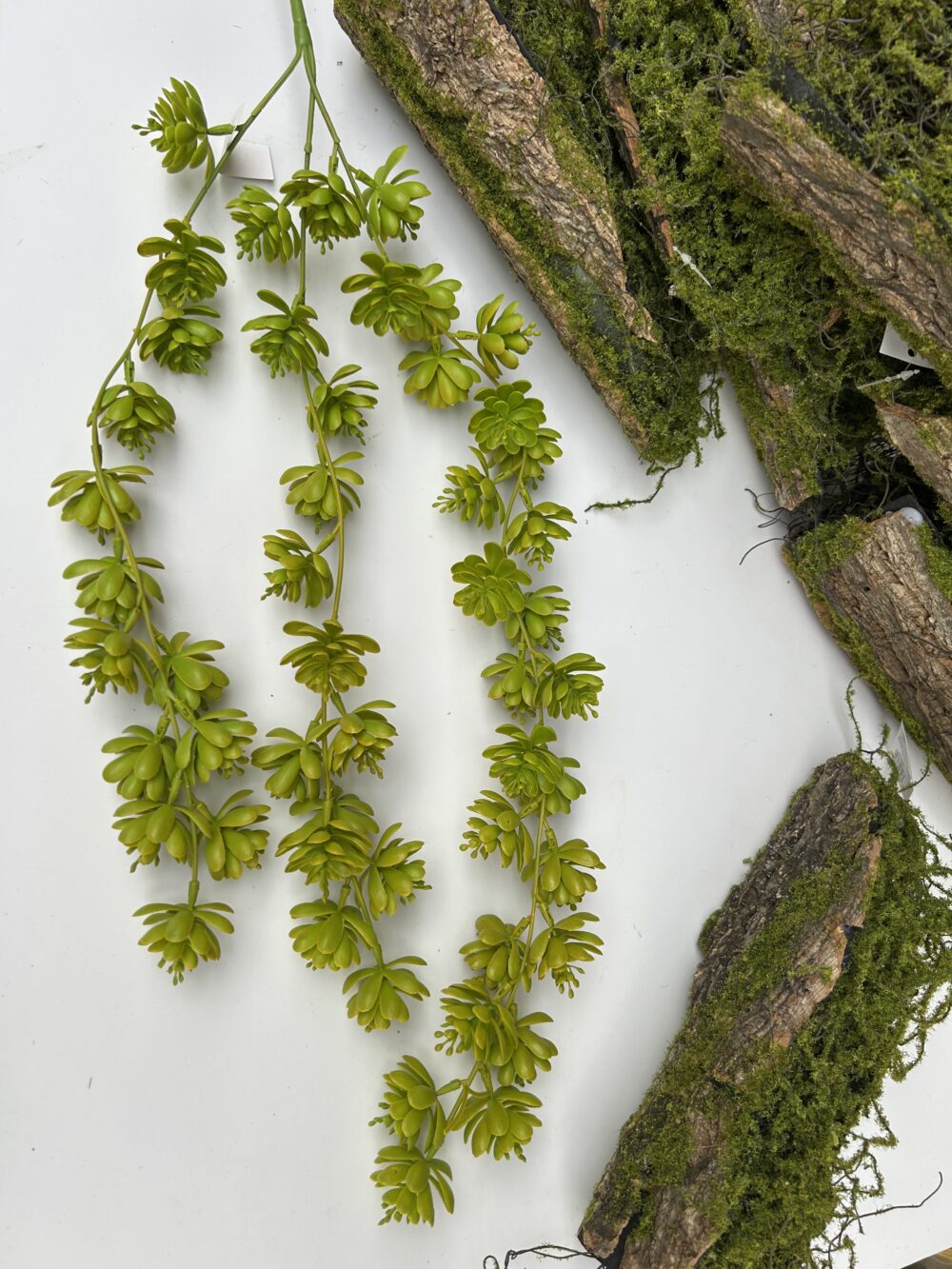 Ліана з сукулентів зелена