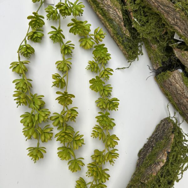 Ліана з сукулентів зелена