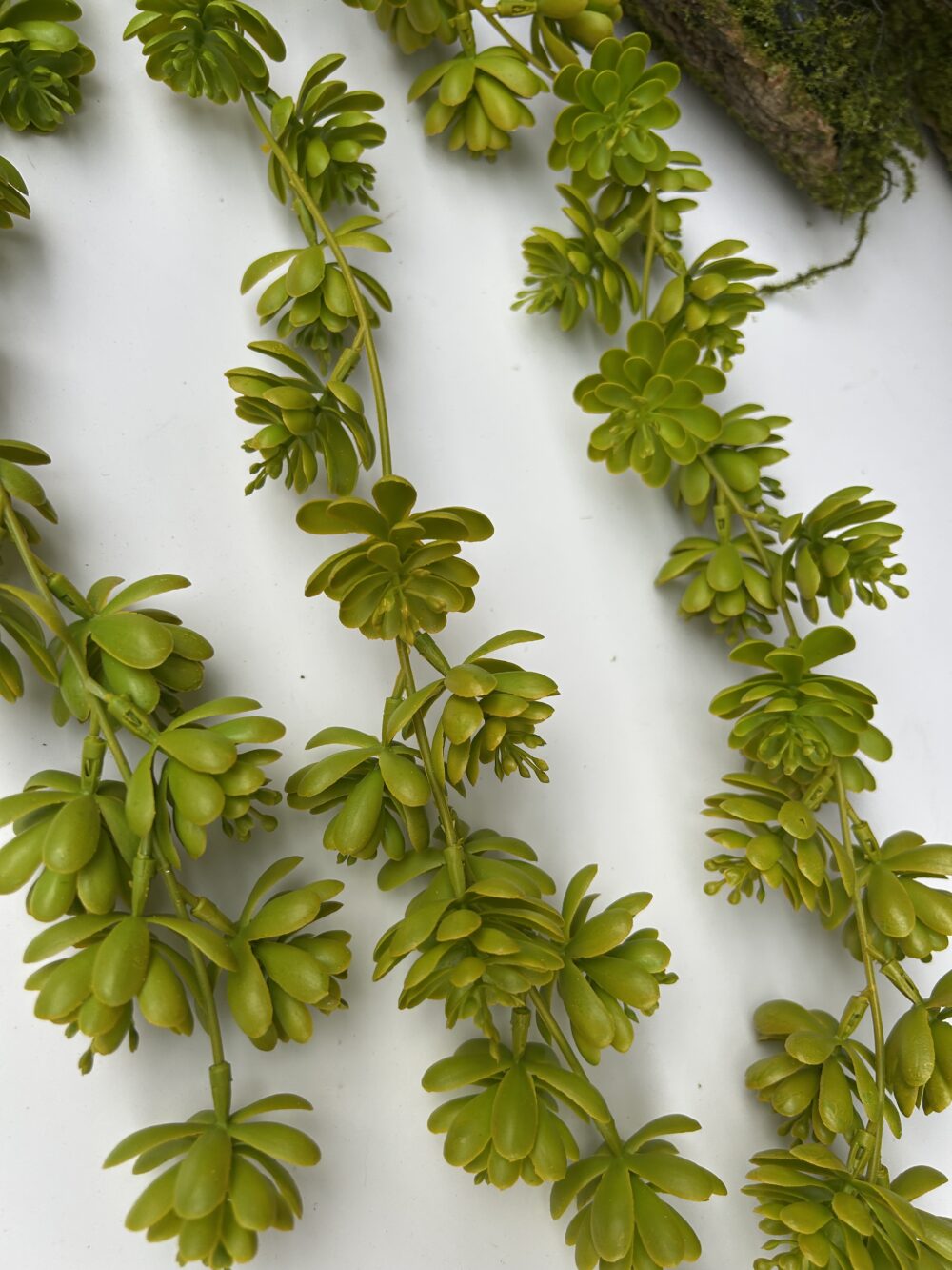 Ліана з сукулентів зелена - Зображення 2