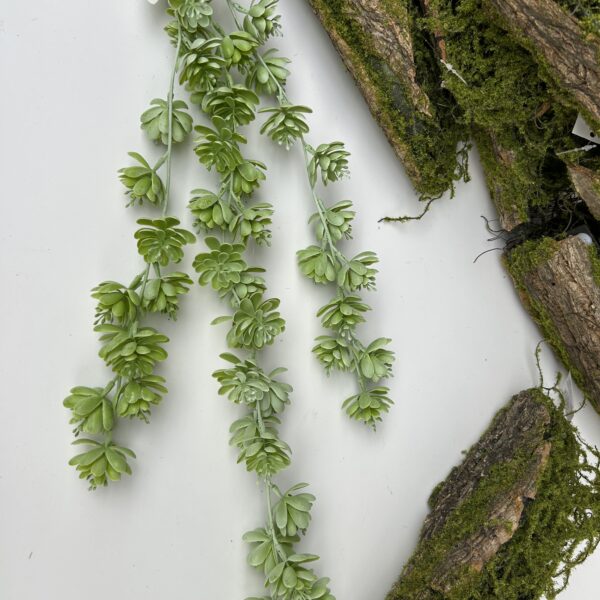 Ліана з сукулентів світла