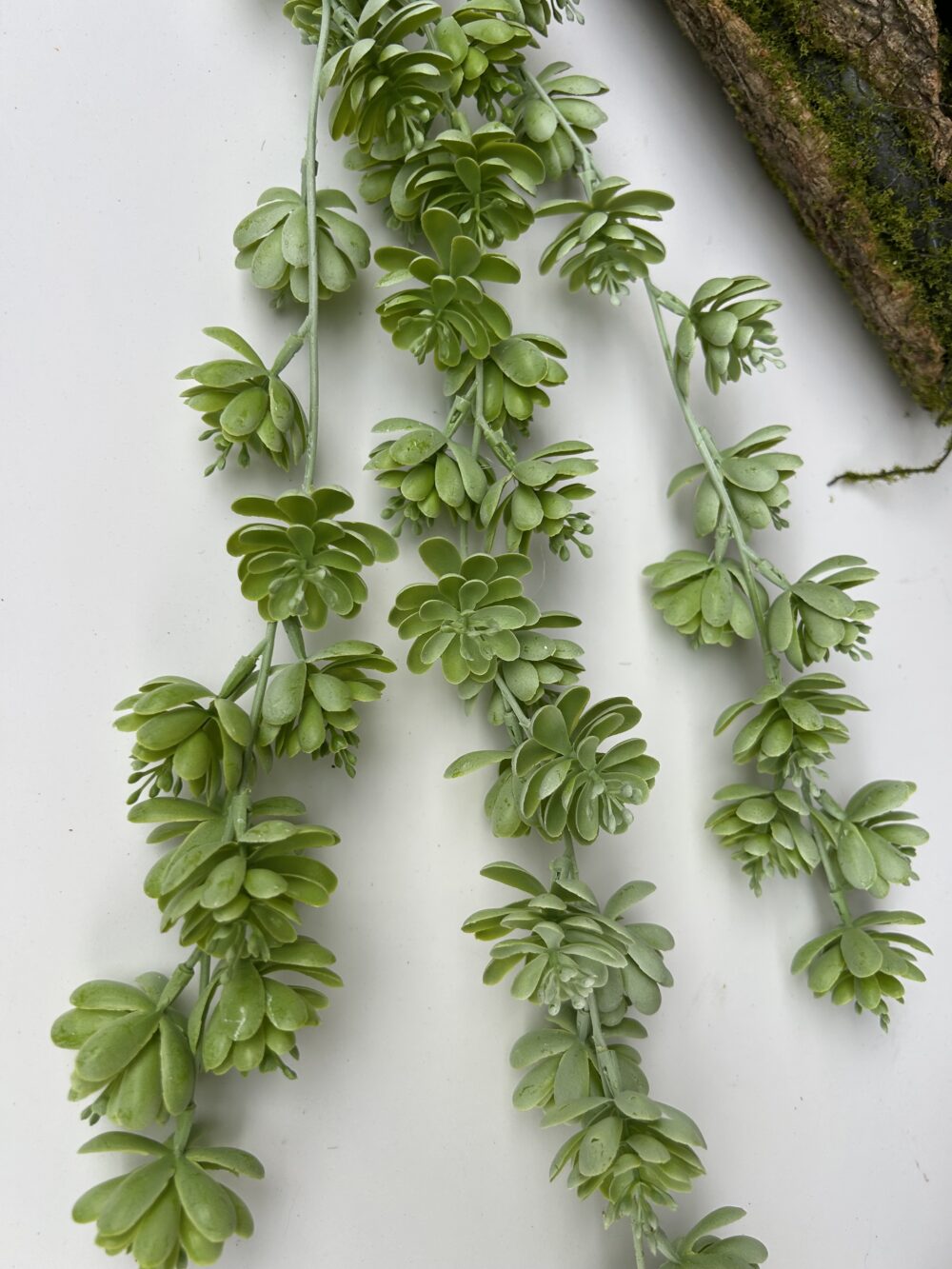 Ліана з сукулентів світла - Зображення 2