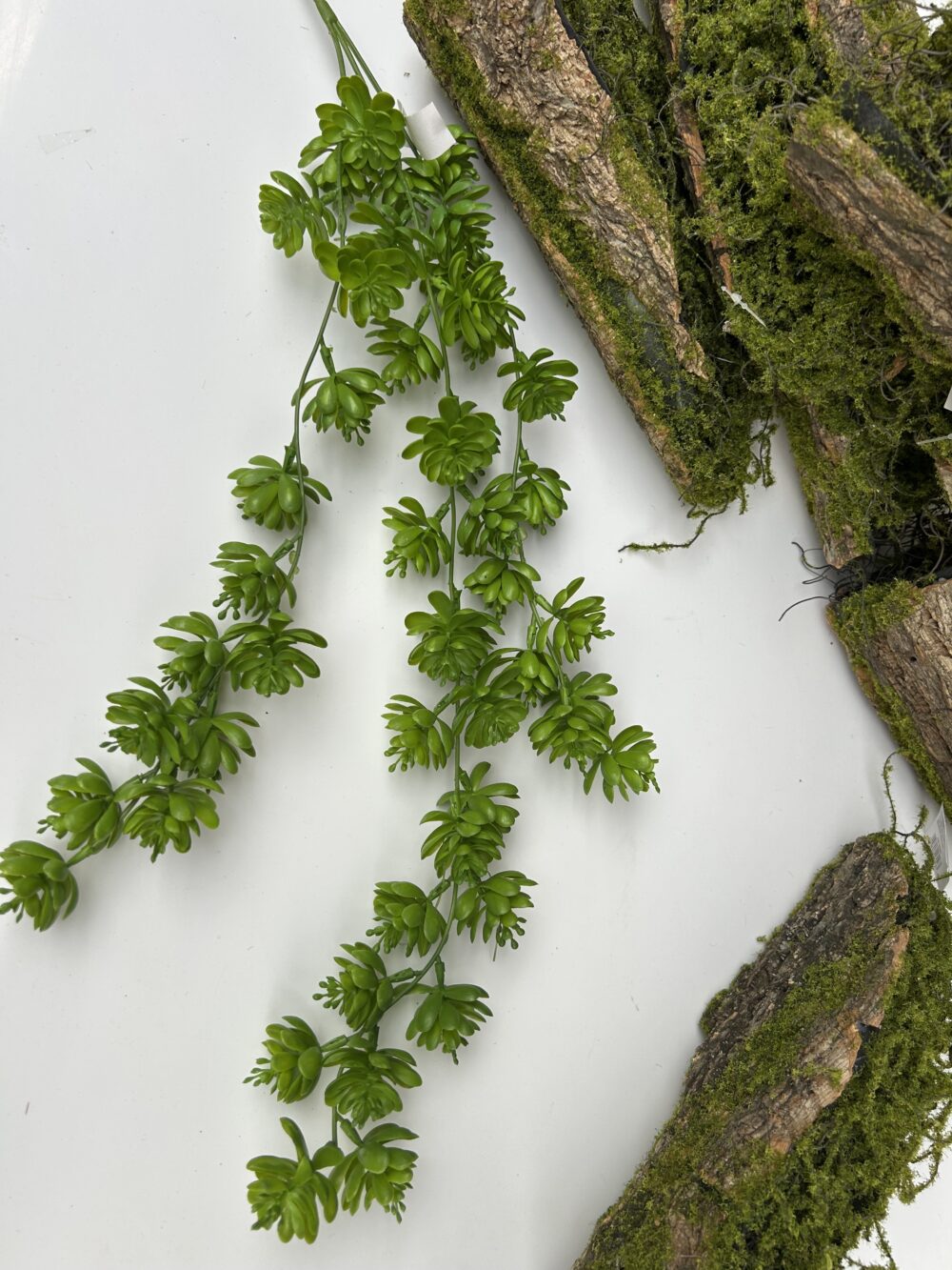 Ліана з сукулентів темно-зелена