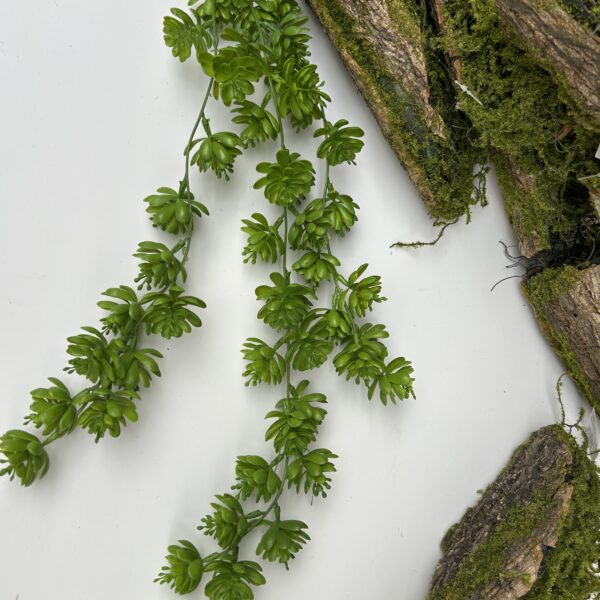 Ліана з сукулентів темно-зелена