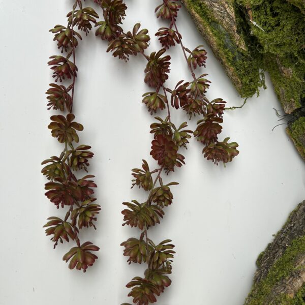 Ліана з сукулентів бордо