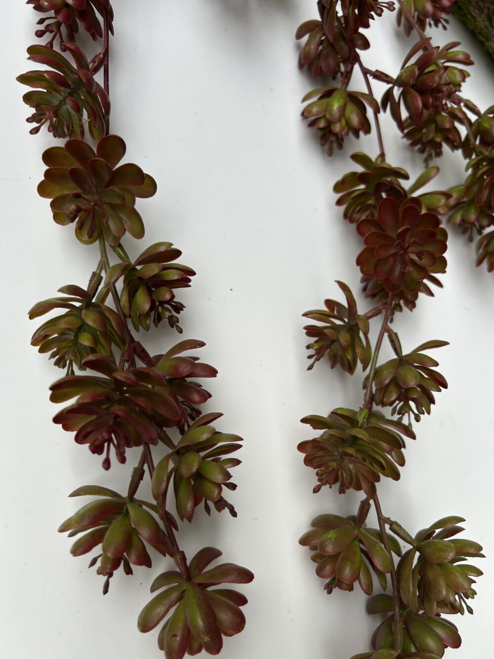 Ліана з сукулентів бордо - Зображення 2