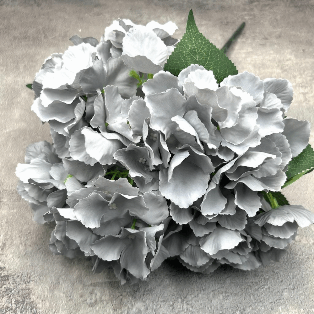 Гортензія сіра