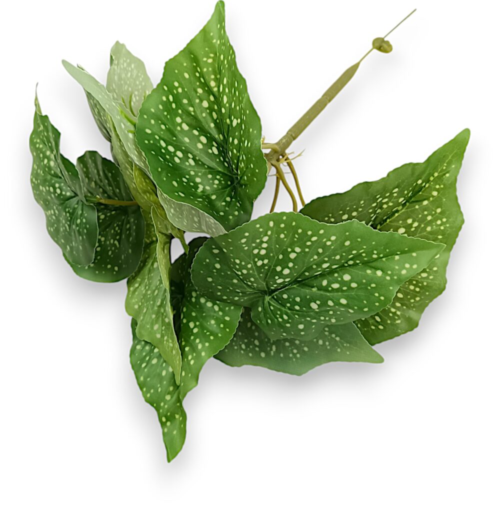 Бегонія кущова