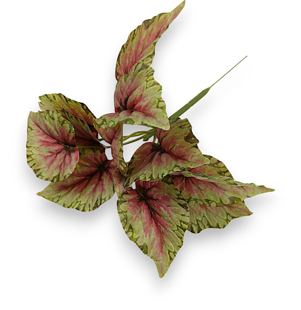 Бегонія кущова