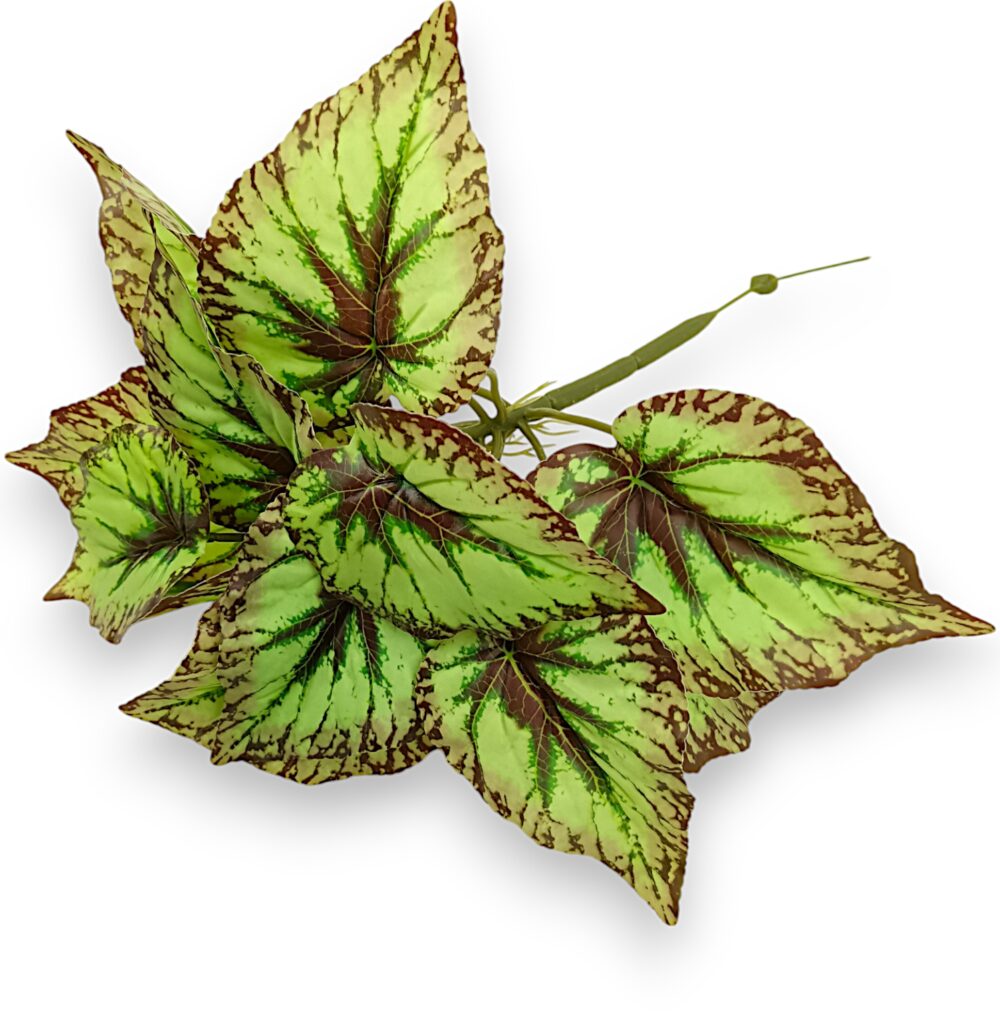 Бегонія кущова