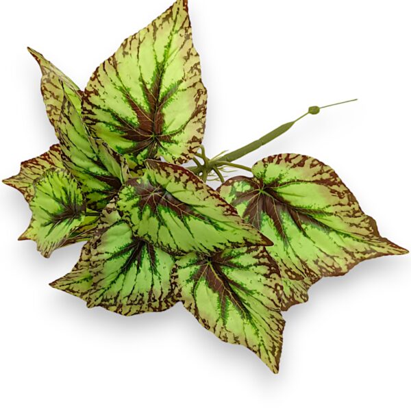 Бегонія кущова