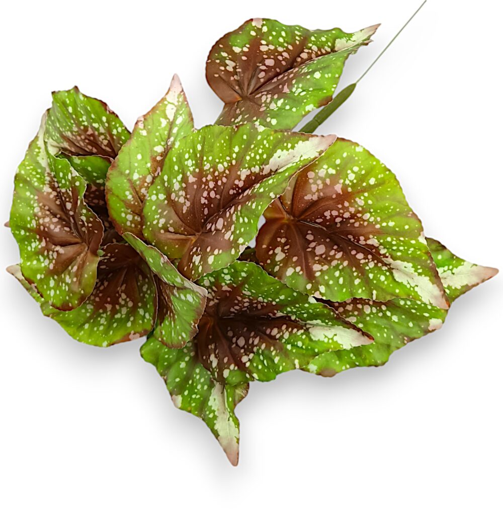 Бегонія кущова