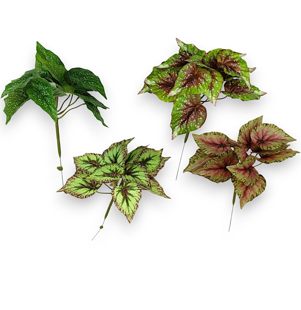 Бегонія кущова - Зображення 2