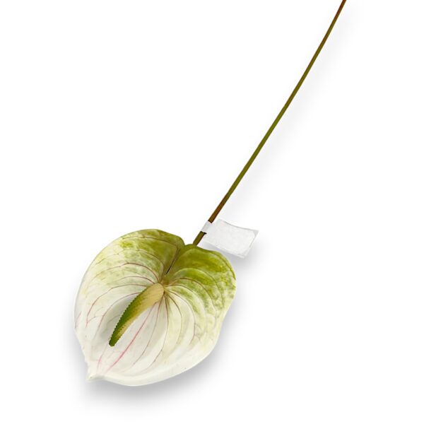 Антуріум білий