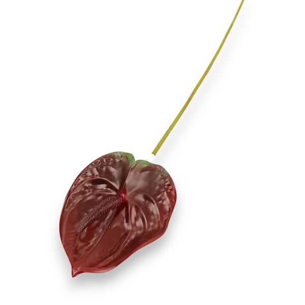 Антуріум боргунді