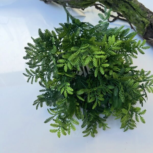 Мімоза кущова