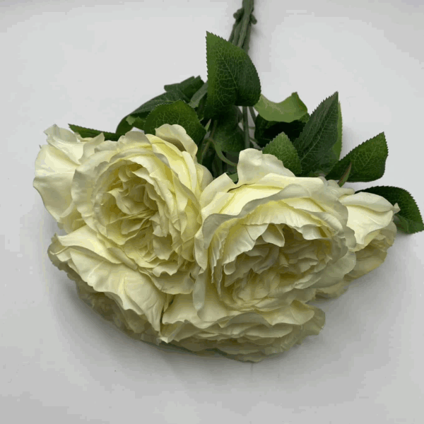 Троянда Девід Остін шампань