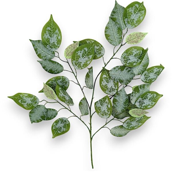 Гілки дерев, листя