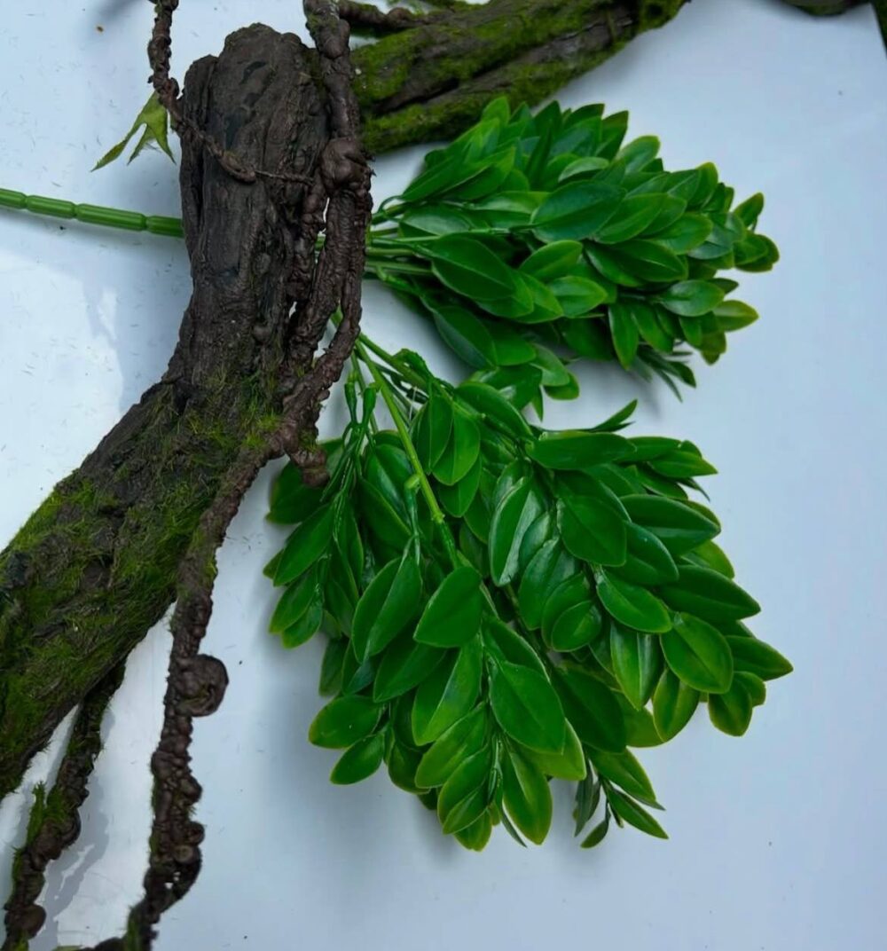 Самшит середньолистий