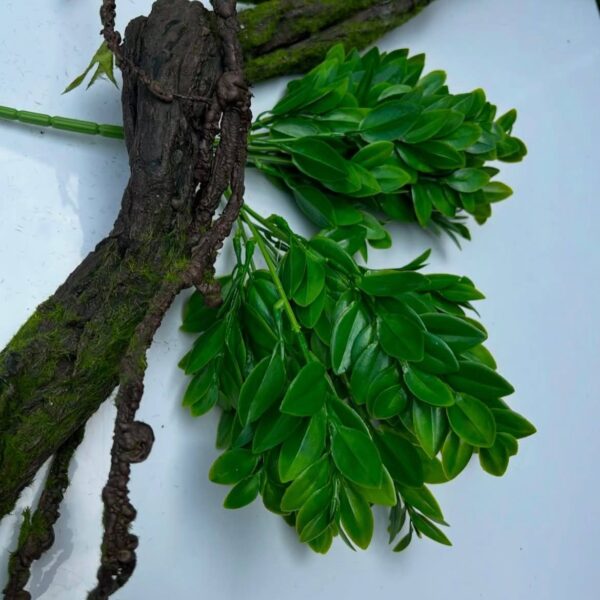 Самшит середньолистий